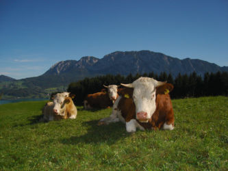 Sonnen auf der Alm...