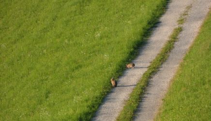 Feldhasen auf dem Weg zum Margarethengut :)