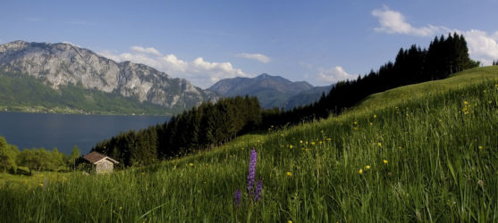 Attersee, Höllengebirge, Sommerwiese