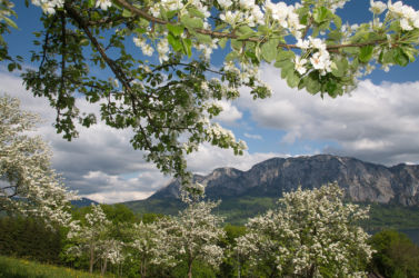 Apfelblüte, Höllengebirge