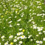 Margeriten - Blumenwiese
